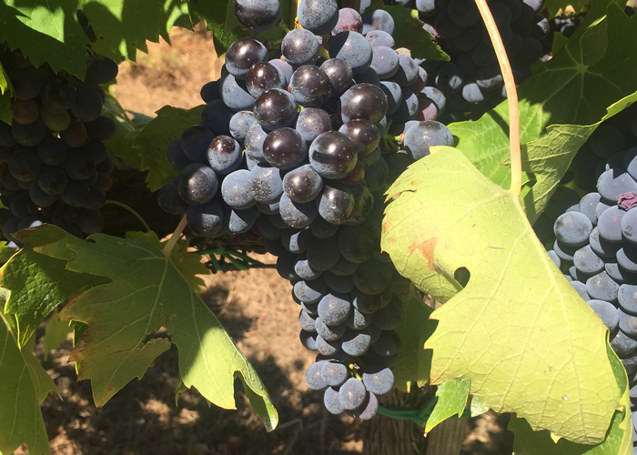 vendemmia-colline-toscane